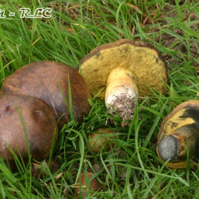 Boletus Pulverulentus
