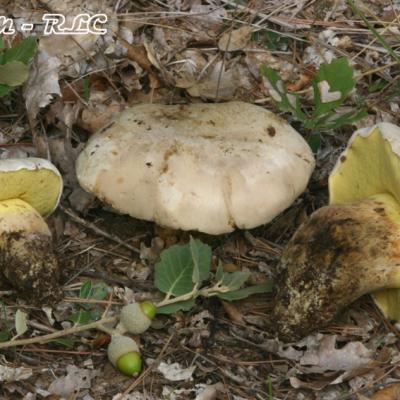 Boletus Radicans