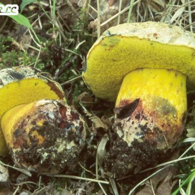 Boletus Torosus