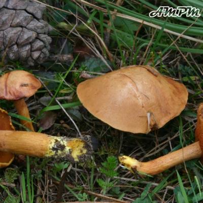 Chalciporus Piperatus