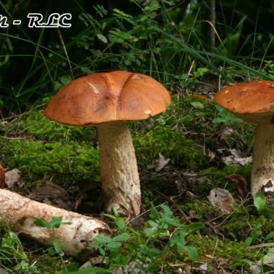 Leccinum Aurantiacum
