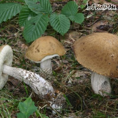 Leccinum Carpini
