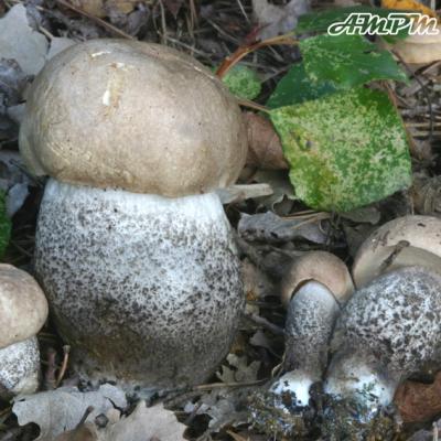 Leccinum Duriusculum Fo Robustum