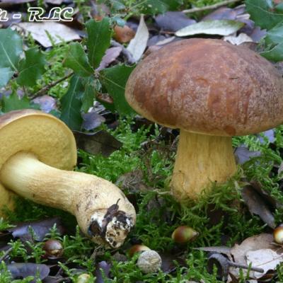 Leccinum Lepidum2
