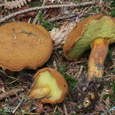 Pulveroboletus Lignicola
