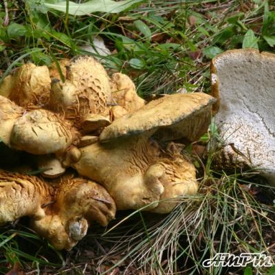 Albatrellus Cristatus