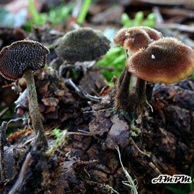 Auriscalpium Vulgare2