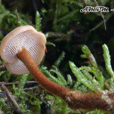 Auriscalpium Vulgare