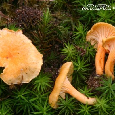 Cantharellus Friesii