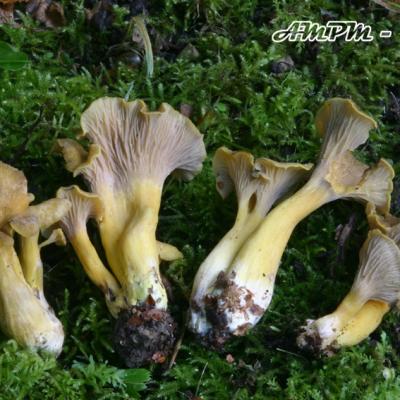 Cantharellus Ianthinoxanthus