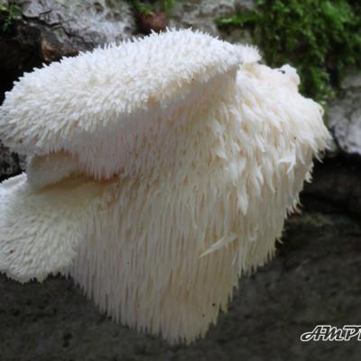 Creolophus Cirrhatus