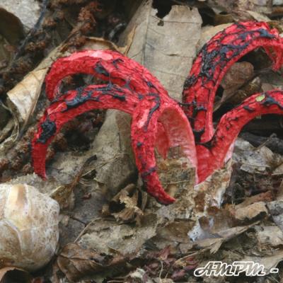 Clathrus Archeri
