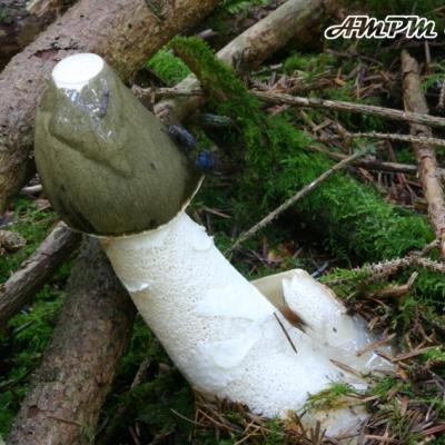 Phallus Impudicus