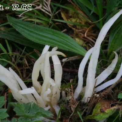 Clavaria Vermicularis