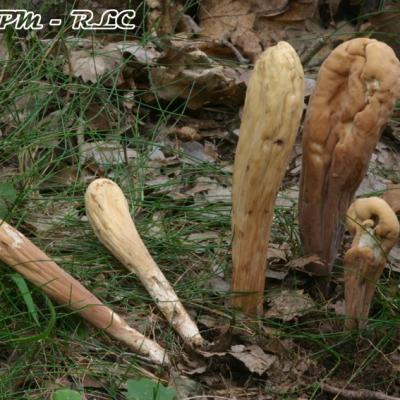 Clavariadelphus Pistillaris