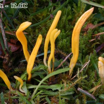 Clavulinopsis Helvola